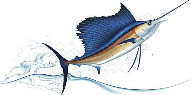 뛰어내림 돛새치 - swordfish stock illustrations