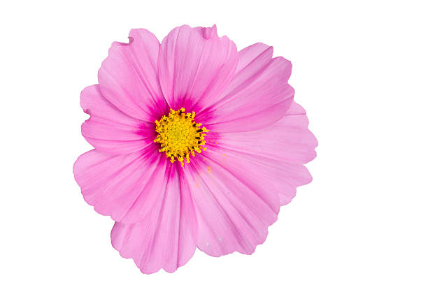 Pink Cosmo Isolated on White stock photo