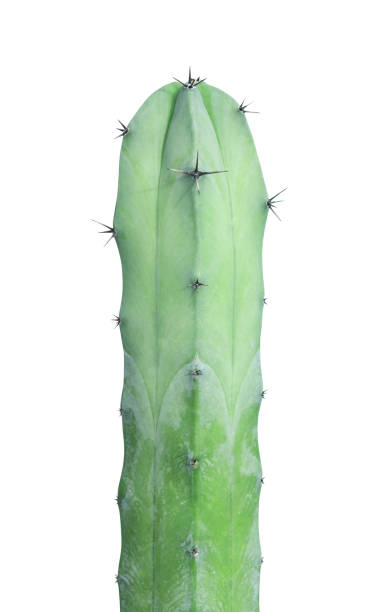 istock green Cactus Myrtillocactus geometrizans isolated on white background,Clipping path 1379885123