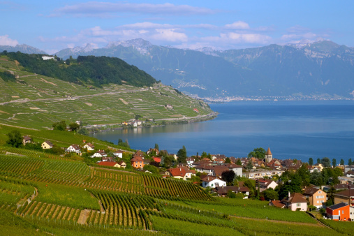 Green Laxaux vineyards against blue Lake Geneva Switzerland