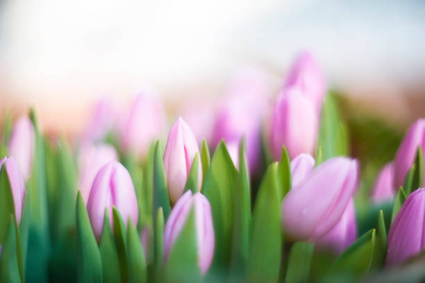 istock Beautiful meadow of pink tulips. Selective focus. FLOWER SPRING BACKGROUND 1379886458