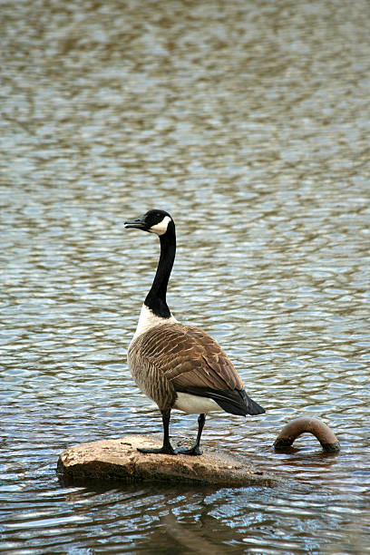 istock Canadian goose on a lake 137988998