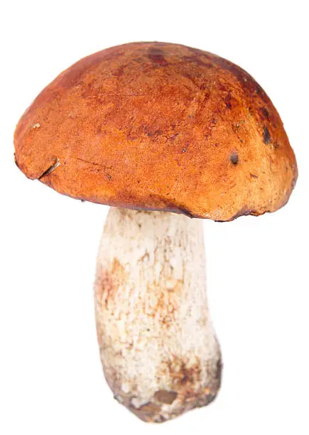 Red-cap mushroom isolated on white background