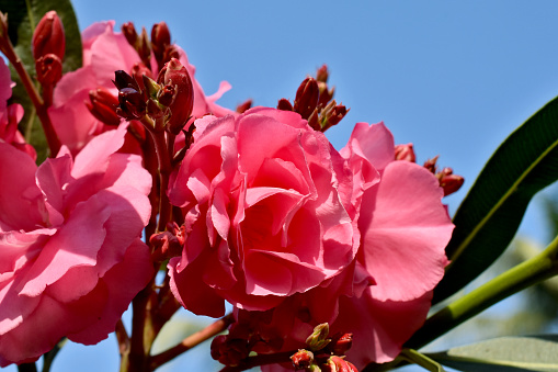 Pink Nerium oleander - oleander, nerium, korobi flowers and plants leaves with Blue sky background