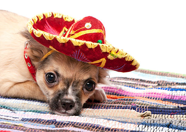 istock Chihuahua puppy with native Mexican hat 137990343