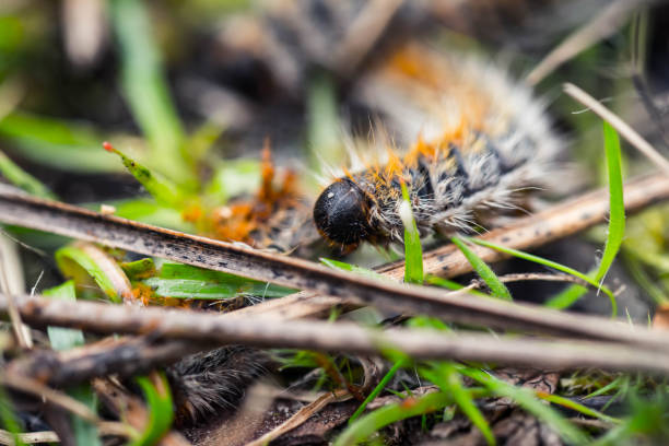 istock pine processionary caterpillars advancing in a line in a garden 1379905364