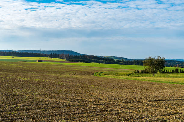 Autumn countryside with fielf, meadow with feeding cows, isolated tree and smaller forest covered hills on the background above Slavny village in Czech republic