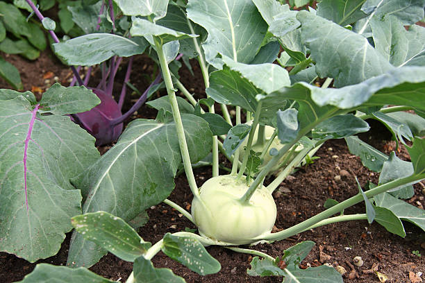 kohlrabi (deutsch kohlrübe) - kohlrabi stock-fotos und bilder