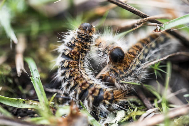 istock pine processionary caterpillars advancing in a line in a garden 1379906956
