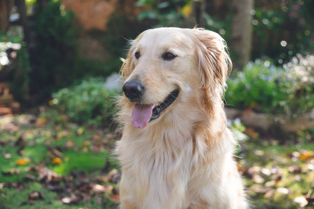 istock Pet cute young large breed golden retriever. 1379907465