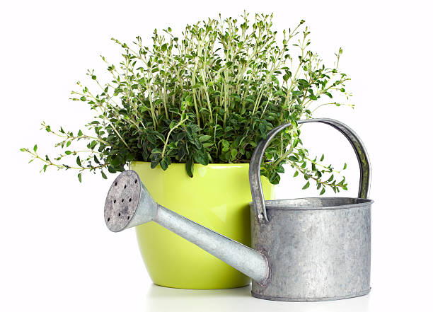istock potted oregano plant 137990772