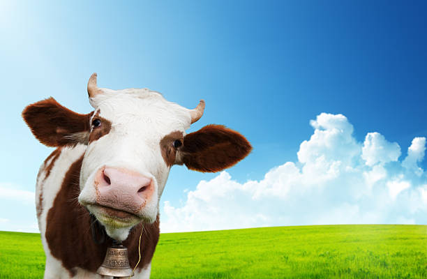 istock cow and field of fresh grass 137991182
