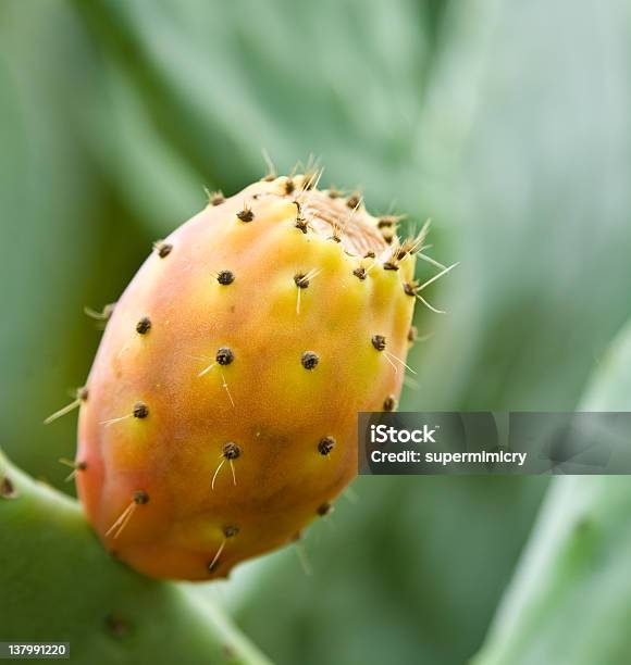 Foto de Fruta Da Pera Espinhosa e mais fotos de stock de Cacto - Cacto, Cacto Nopal, Comida