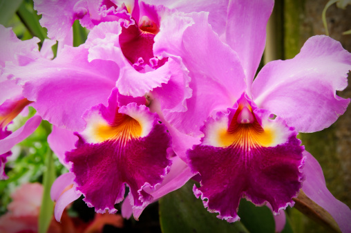A colorful cattleya orchid. Focus is on the upper frill.