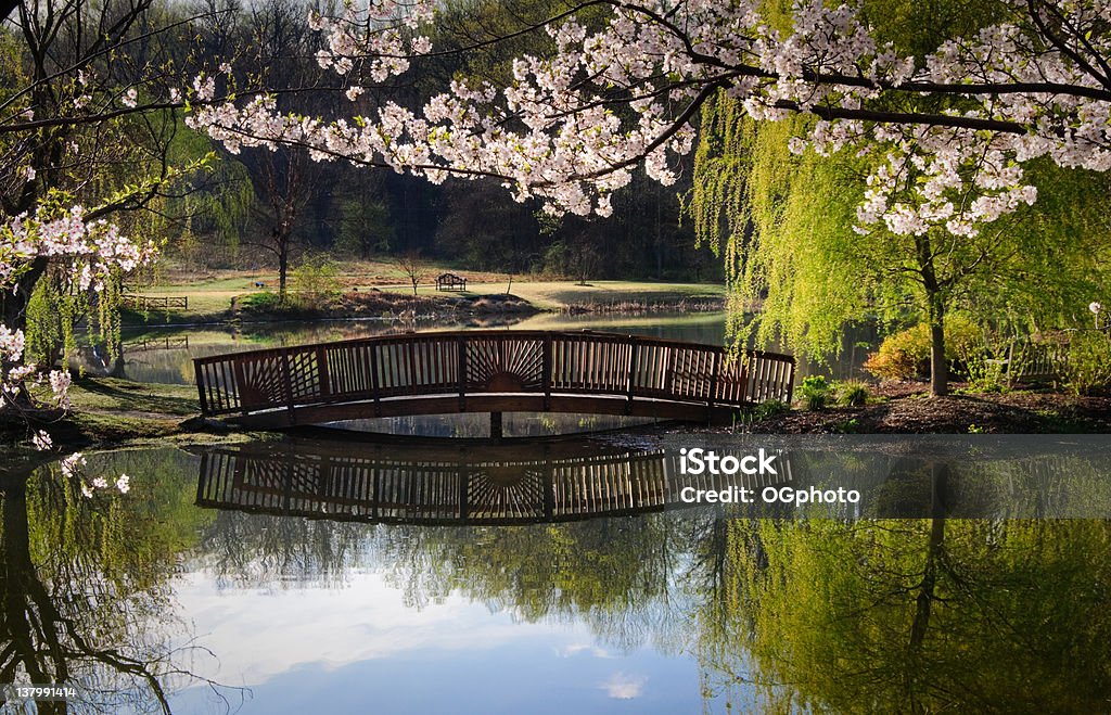 Wooden bridge over a tranquil pond in spring A wooden bridge across a small pond in a park.  Spring trees are reflected in the pond and cherry blossoms frame the scene. Back Lit Stock Photo