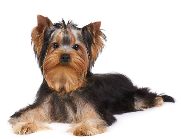 istock Puppy of the Yorkshire Terrier 137991464