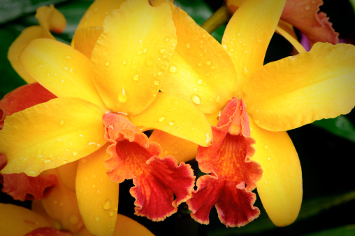 A yellow and orange orchid with dew drops on its petals.