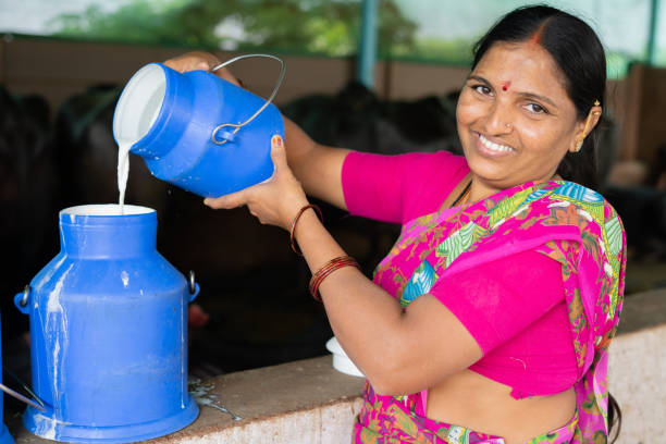 Happy smiling Indian woman busy working by pouring milk into container while looking at camera - concept of milk production, agree business, growth and empowerment