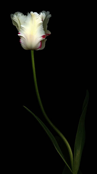 istock White and Red Parrot Tulip 137991545