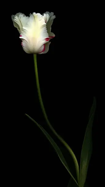 Photo of White and Red Parrot Tulip