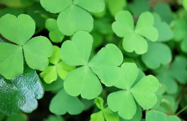 Vibrant Green Shamrock or the Three-leaf Clovers on the Field for Backdrop or Banner
