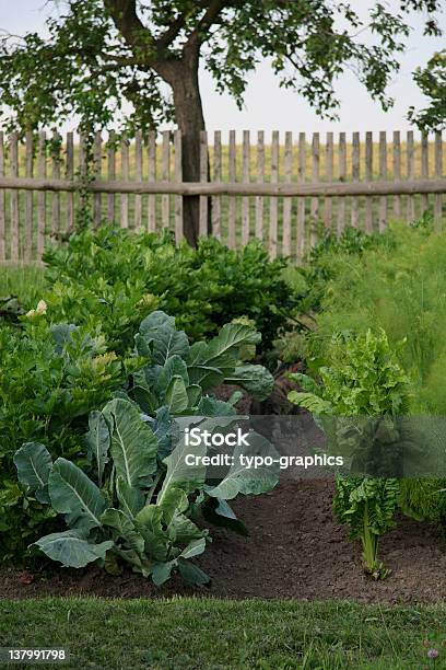 Foto de Alface Fresca E Legumes Em Um Jardim e mais fotos de stock de Couve-rábano - Couve-rábano, Horta, Jardim particular
