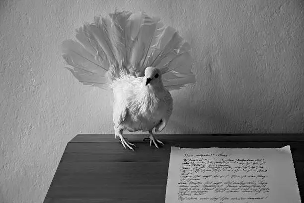 White dove (pigeon) with love letter. The letter is written in German language with old Sütterlin letters.