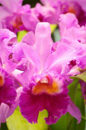 Pink cattleya orchid against an out of focus background of green foliage.