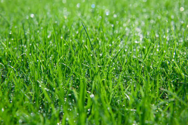 istock Close up view of dew on green grass 1379923261