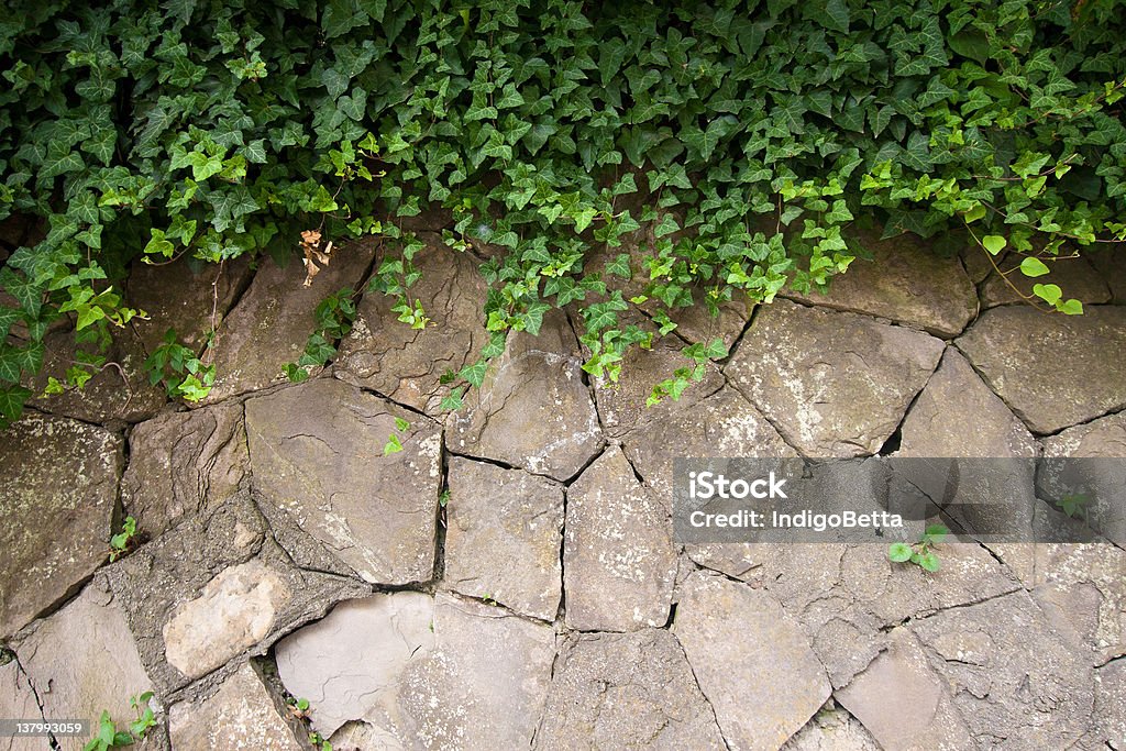 Hera verde Escalar a parede Velha - Royalty-free Antigo Foto de stock