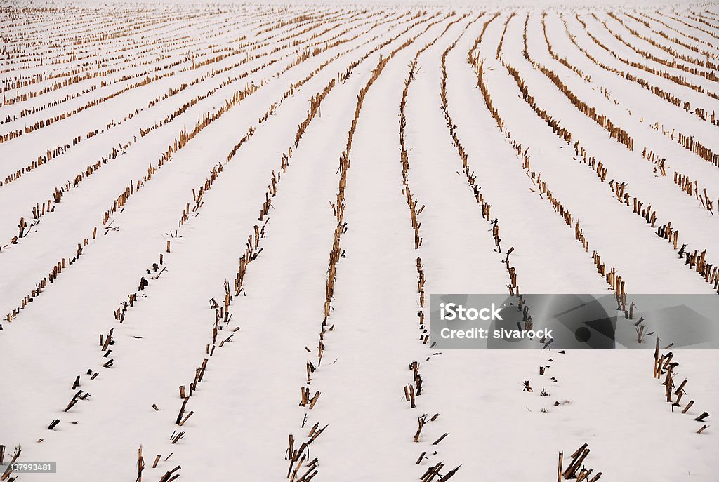 Nevicato Plantation - Foto stock royalty-free di Bianco