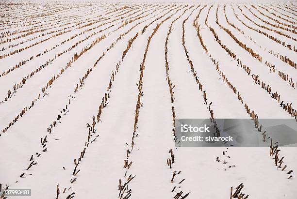Nevicato Plantation - Fotografie stock e altre immagini di Bianco - Bianco, Composizione orizzontale, Europa - Continente