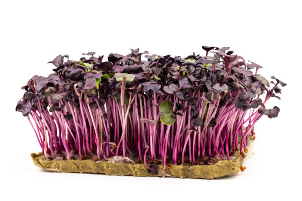 istock Fresh purple radish sprouts isolated on white. Microgreens. 1379935532