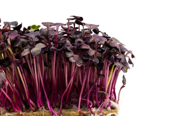 istock Fresh purple radish sprouts isolated on white. Microgreens. 1379936042