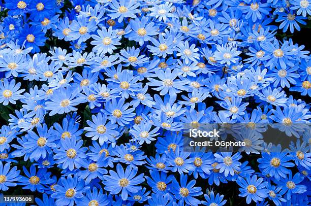 Blue Daisy Background Stock Photo - Download Image Now - Backgrounds, Beauty In Nature, Blue