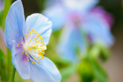 Close-up of a Himalayan blue-poppy (Meconopsis).