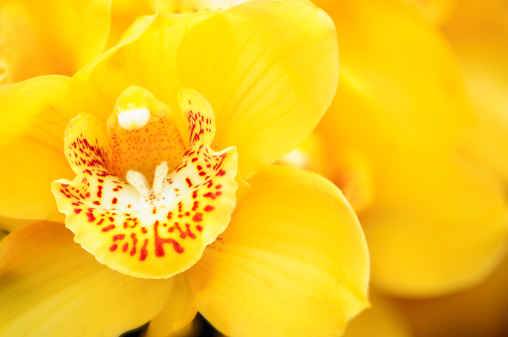 Close-up of a Yellow Cymbidium Orchid with copy space.