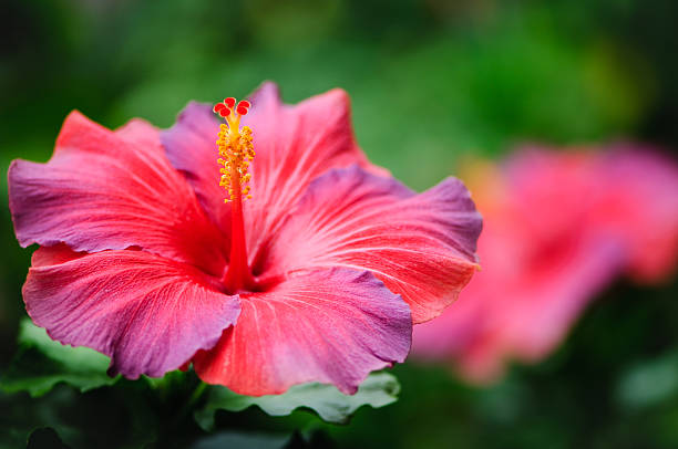 rosso e viola ibisco - hibiscus single flower flower red foto e immagini stock