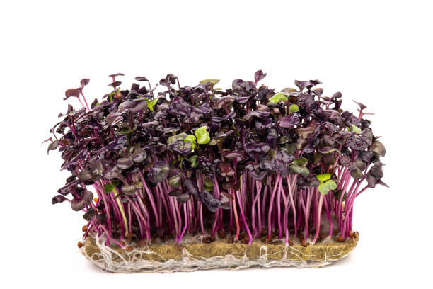istock Fresh purple radish sprouts isolated on white. Microgreens. 1379936572