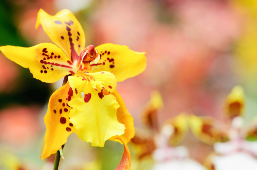 Yellow oncidium orchid with a colorful out of focus background for copy space.