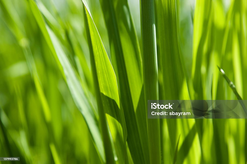 緑の芝生の背景 - まぶしいのロイヤリティフリーストックフォト