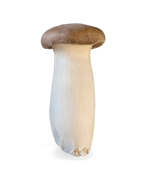 istock King trumpet mushroom isolated on white background. 1379939263