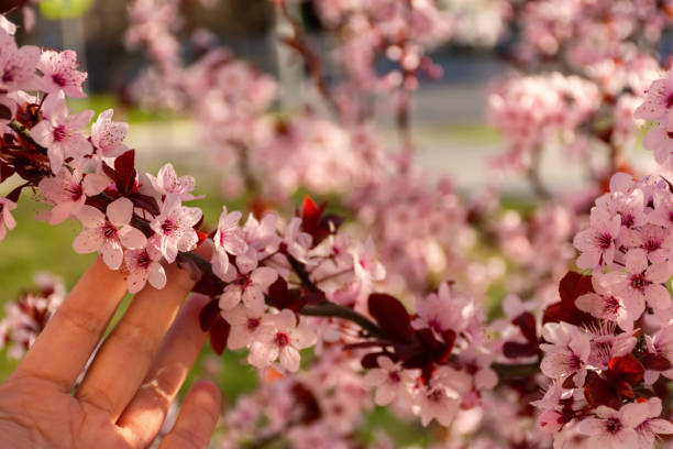 istock Cherry plum pink blooming garden. 1379941380