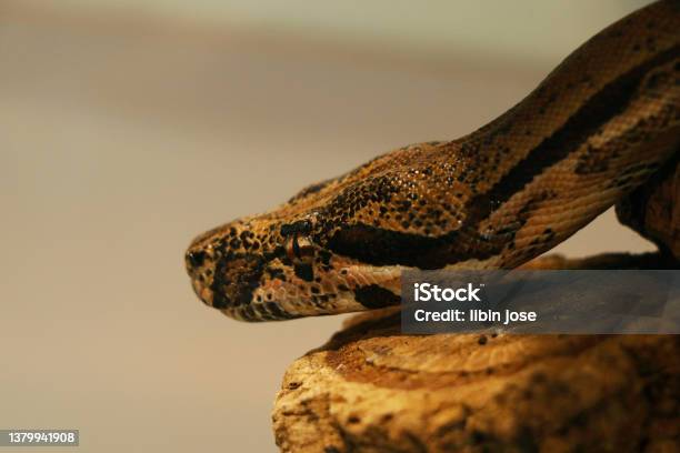Python Snake Head In Close Up Stock Photo - Download Image Now - Africa ...