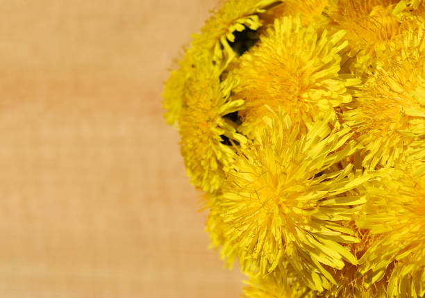 Bouquet of spring yellow dandelions