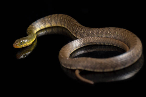 istock Water Snake Triangle Keelback  isolated on black background 1379944550
