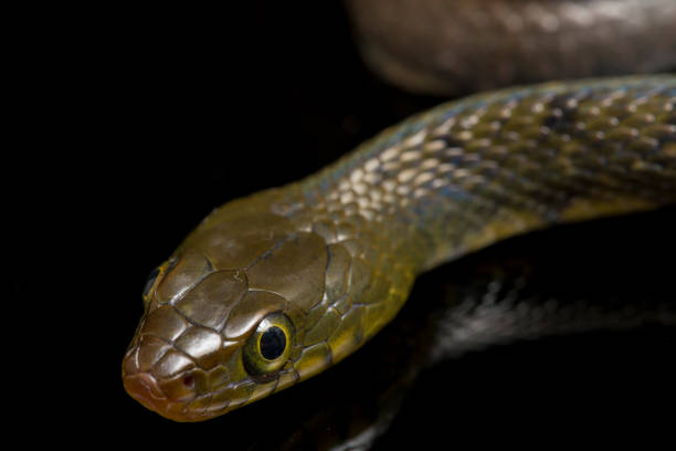 istock Water Snake Triangle Keelback  isolated on black background 1379944681