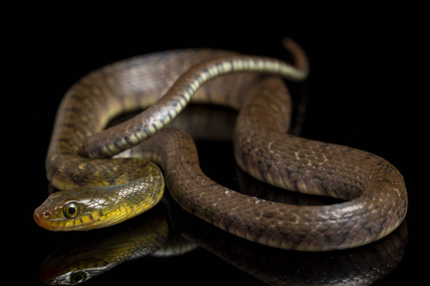 istock Water Snake Triangle Keelback  isolated on black background 1379945057