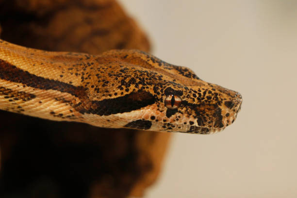 Python Snake Face Contorting 270+ Anaconda Face Closeup Stock Photos, Pictures & Royalty-Free Images ...