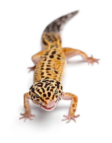 istock Tangerine Leopard gecko, Eublepharis macularius, in front of white background 137995284